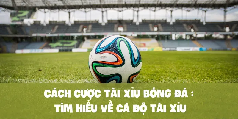 Tìm hiểu về cá độ tài xỉu